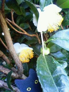 200810151100000.jpg